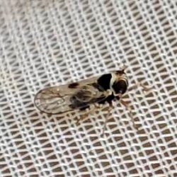 Falcotoya minuscula
